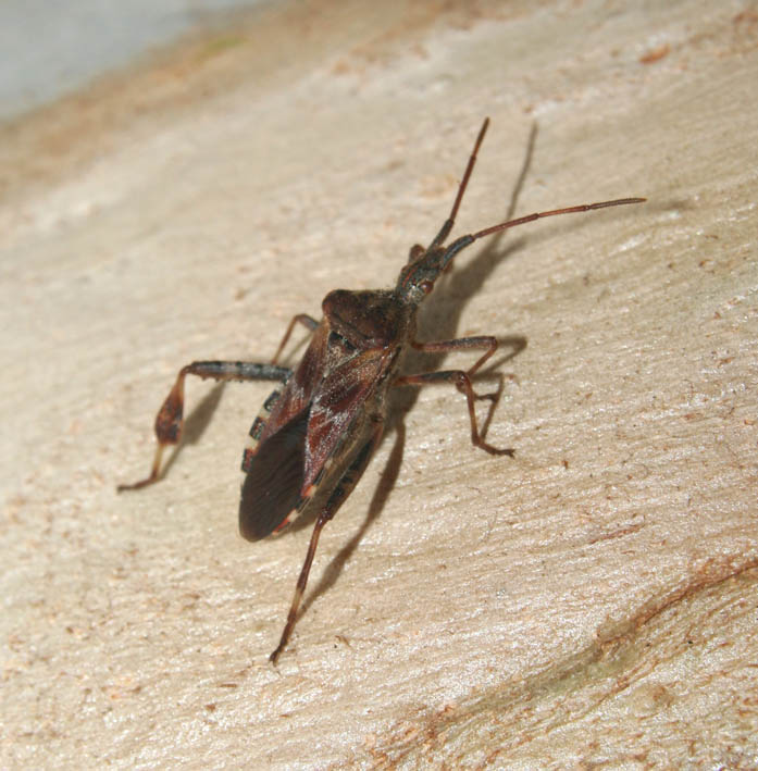 Ancora Leptoglossus occidentalis